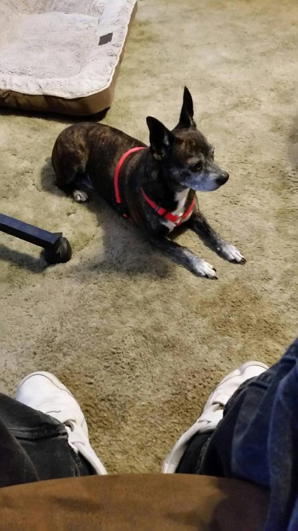My new Boston Terrier/Chihauhau mix, Tinkle Bell. Just got her today. She weighs 15 lbs.