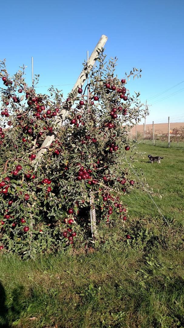 Picking a few RubyJons today. Trees are loaded!