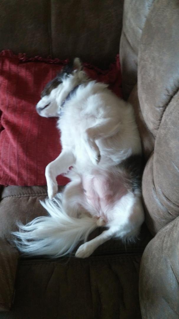 Daisy is swooning to Summer Oldies on Pandora Radio...