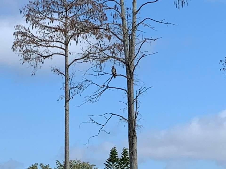 God Bless America! American Bald Eagle at the Dollar 😊