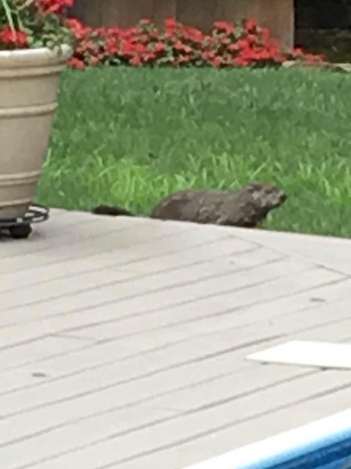 Here is The Culprit that is eating my plants and tomatoes and flowers😈