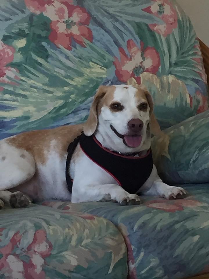 Pretty Lacey just kickin' back at Grandmom's house❤️❤️