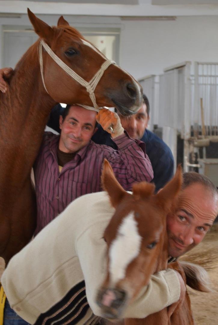These few MEN take care of 80 Beautiful Terkish Arabian Fillies and the Yearling Ponys, that will one day be CHAMPION race Horses. They care fore them as their CHILDREN. ALL are very Healthy, Clean, and Spitited…ALL ARE S