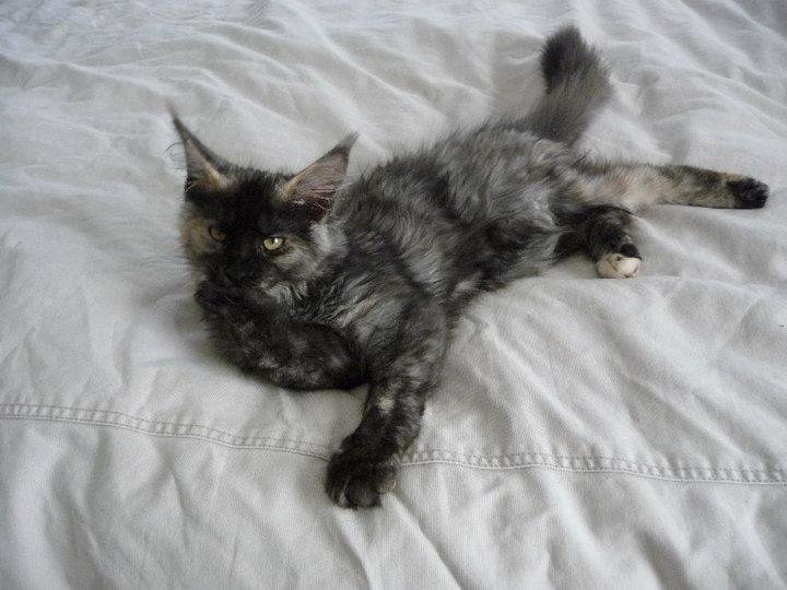 Dixie at 4 months.