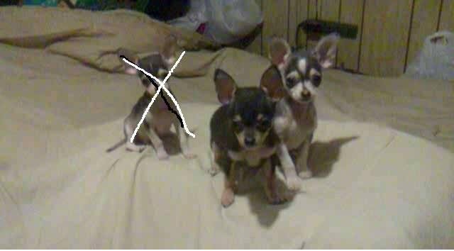 One pup sold