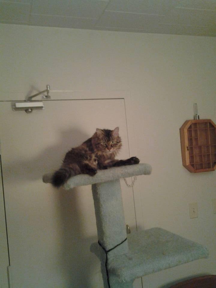 My little cat.