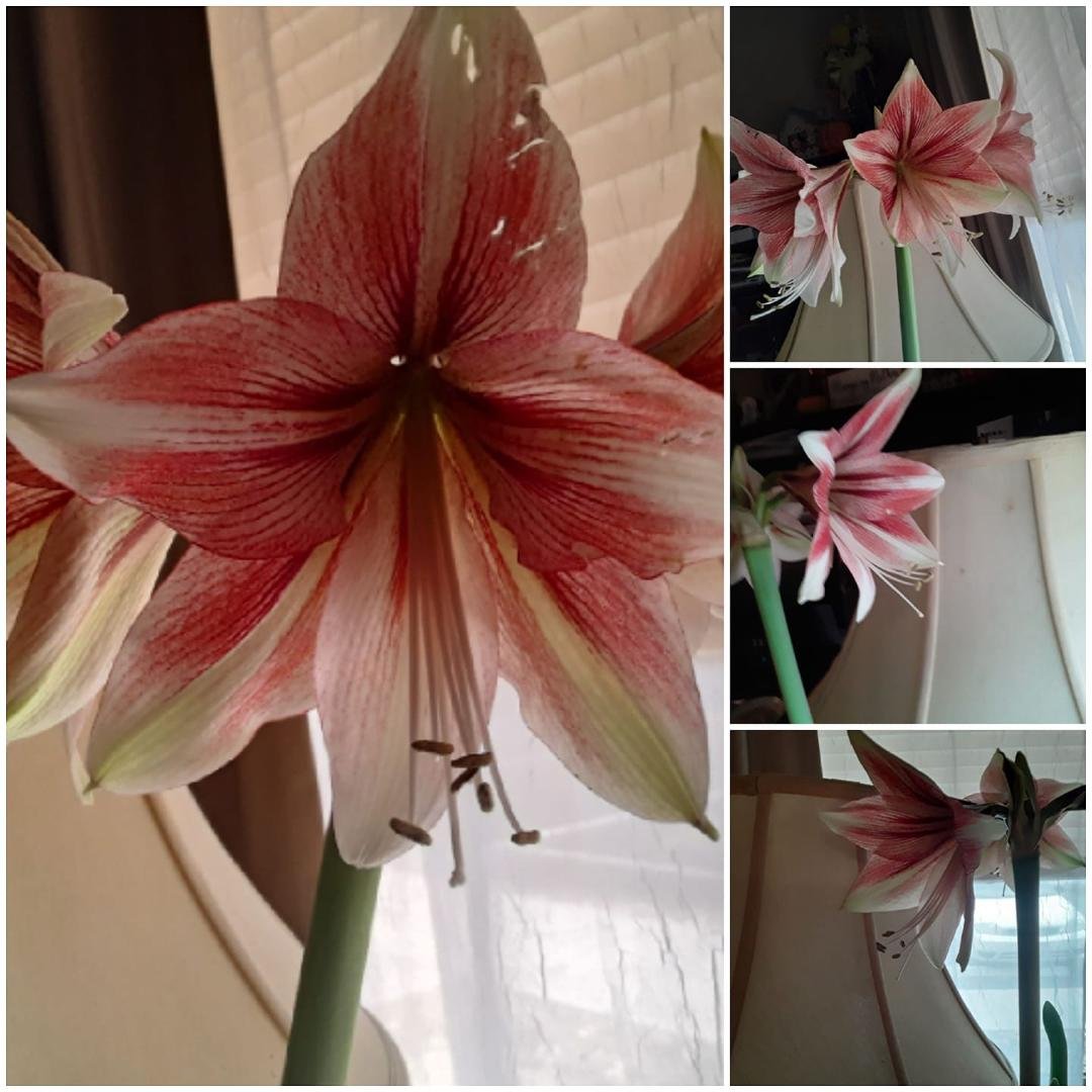 My Christmas Amaryllis.