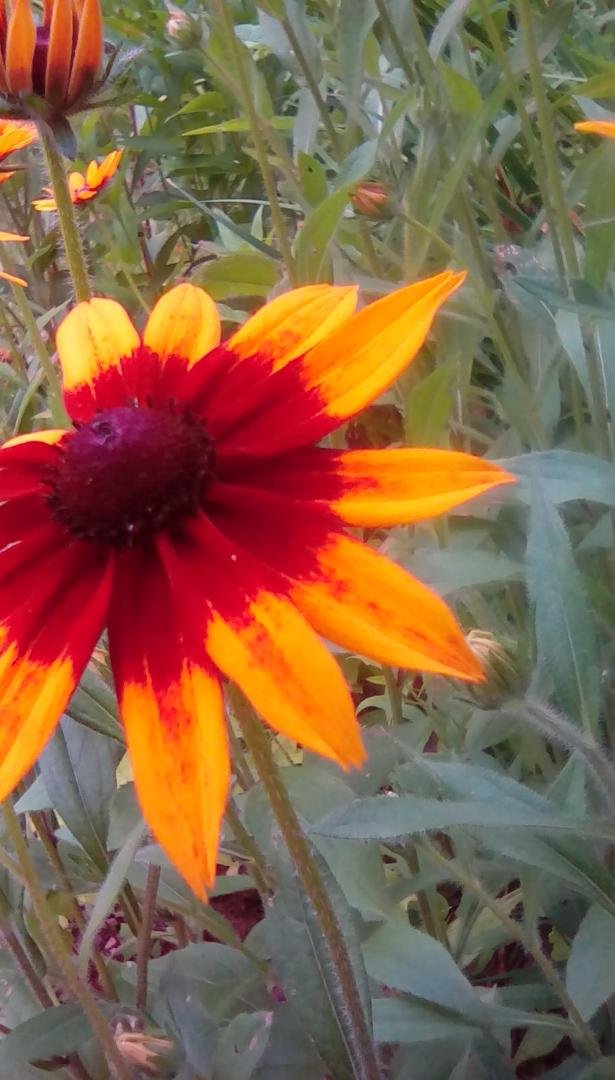 Joan E. Landers' album, Mobile Uploads