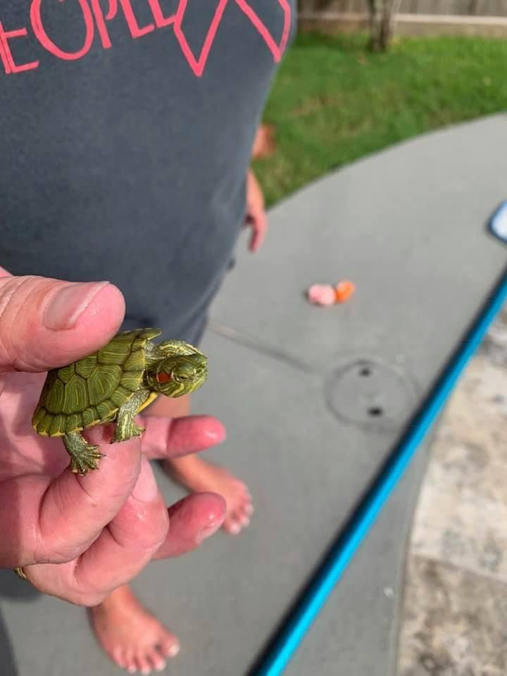 Turtles swimming in pool