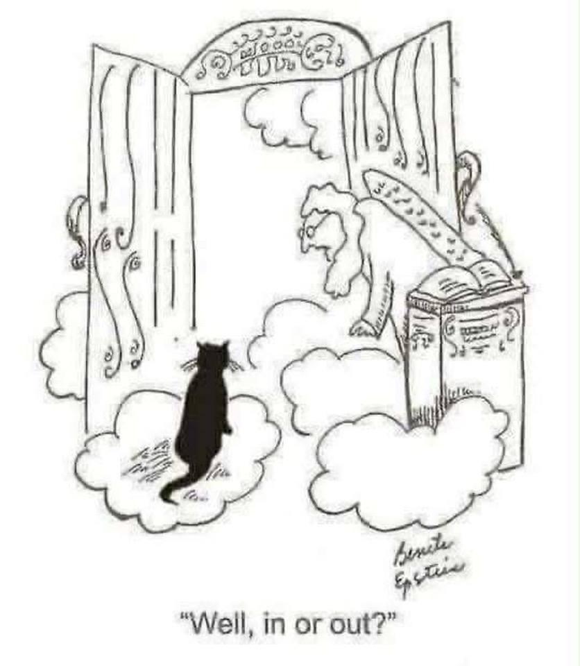 it’s National Cat Day. Cat lovers know this is true!