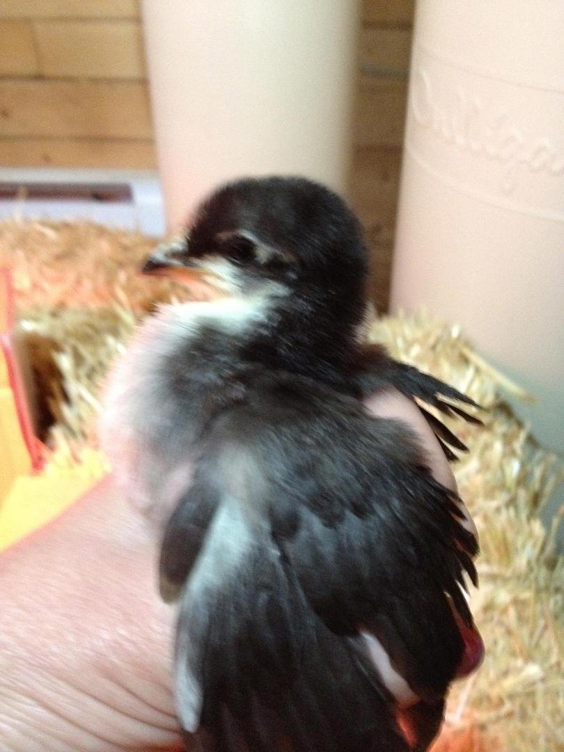 New baby chickens