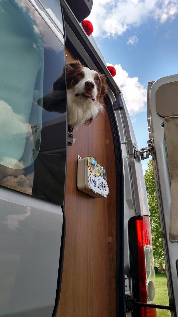 Leaving the Sheepdog trial with a Sheepdog !