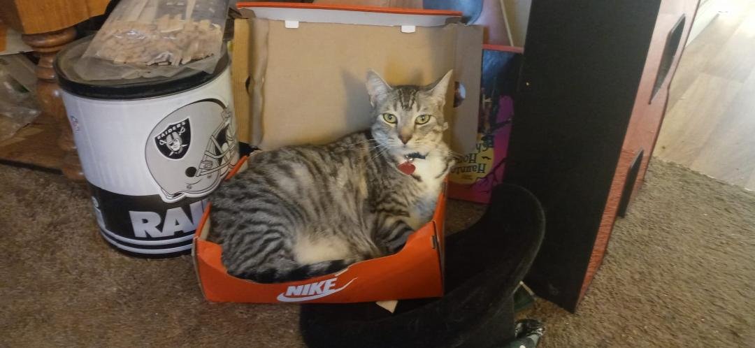 Kitty-Kitty trying to stay cool during the heat wave.
