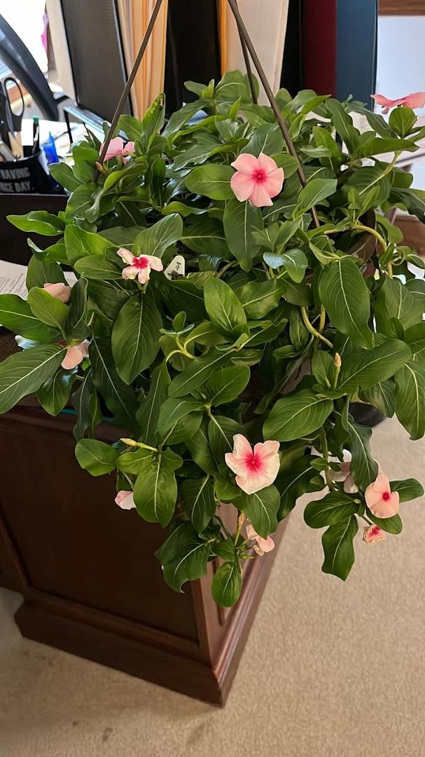 Thank you Melinda Murphy for my flowers, card and the food for Professional Administration Day! I Love you and coming to work for you is one of the smartest things I’ve ever done!