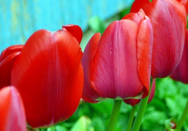 More red, red tulips
