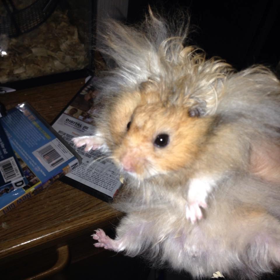 This is Raylynn's hamster! It's name is Cinommon Sugar. Isn't it cute?