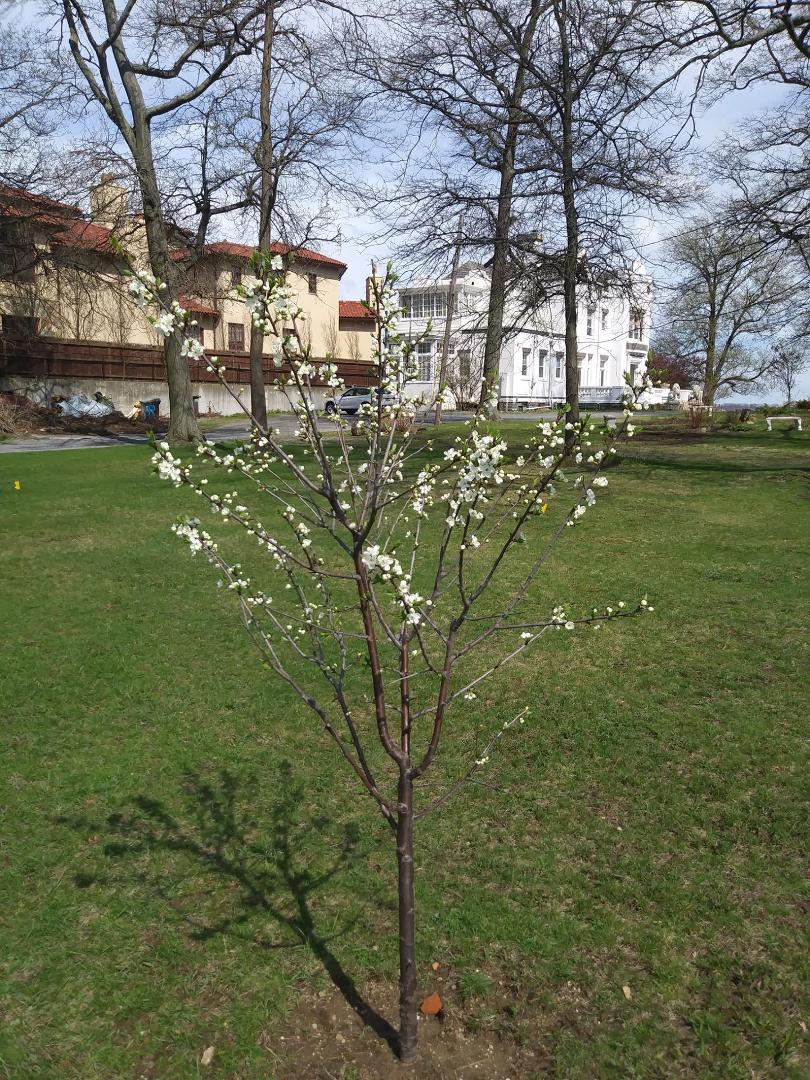 Happy Easter, Happy Passover to everyone and Happy Springtime to all. I planted this plum tree for my mother and in remembrance of my mother. It is blooming today.