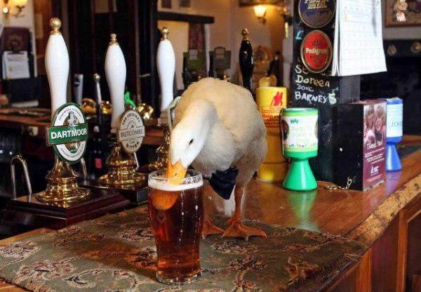 for Mildred Duck