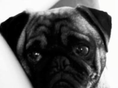 R.I.P Ricky.. you brought so much joy and happiness to so many people! You will be missed terribly! <3 <3 - We lost out buddy today, the best little dog ever... "Big Rick"