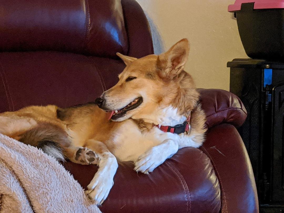 Going to miss this sweet girl... Rest in peace, Corona. You had a wonderful life and a home full of love...