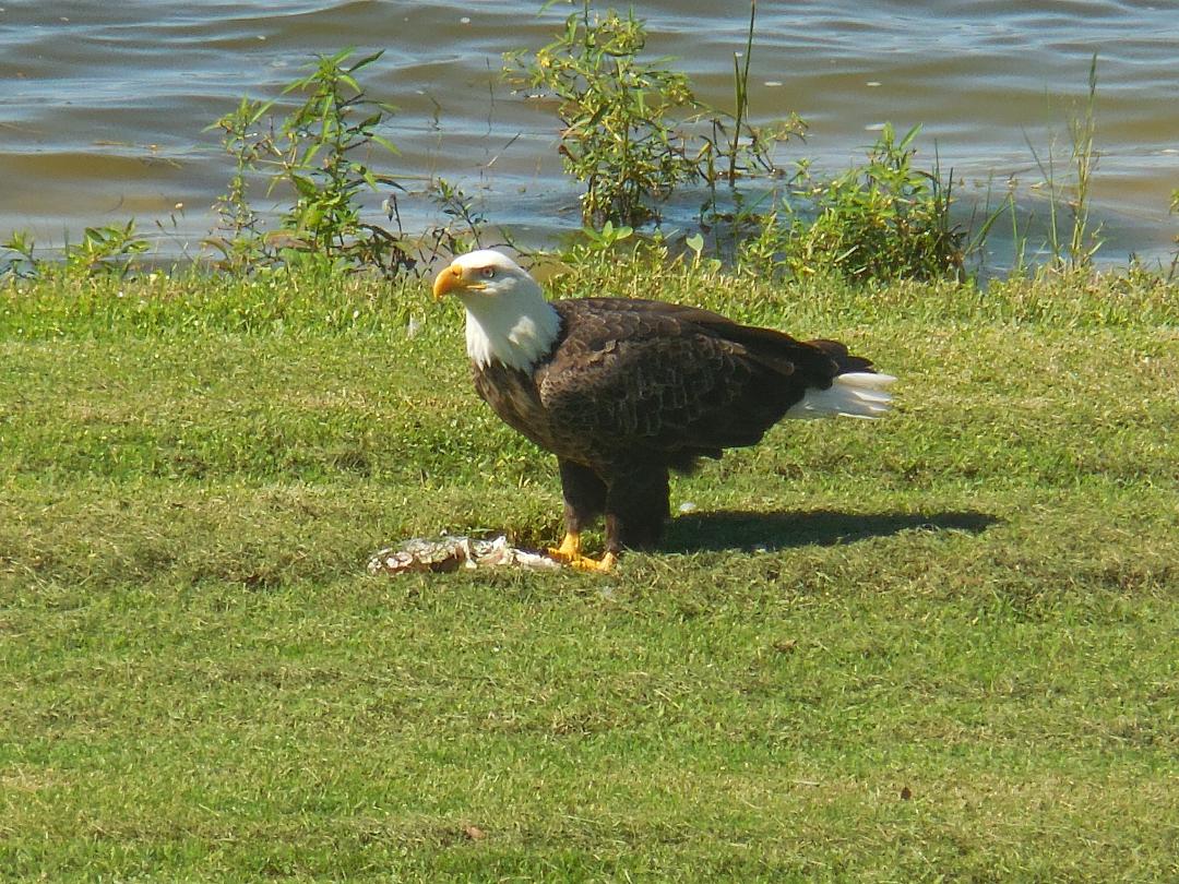 This guy was eating a talapia in our backyard the other morning.