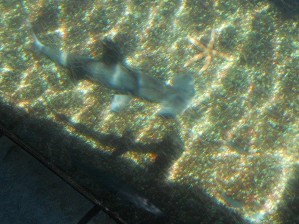 Hammerhead shark