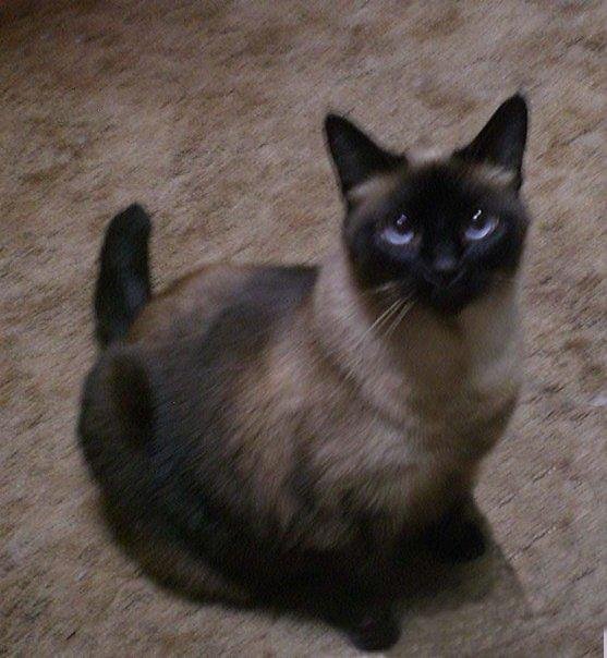 What I turn into on a full moon   hehe
My Maia cat.