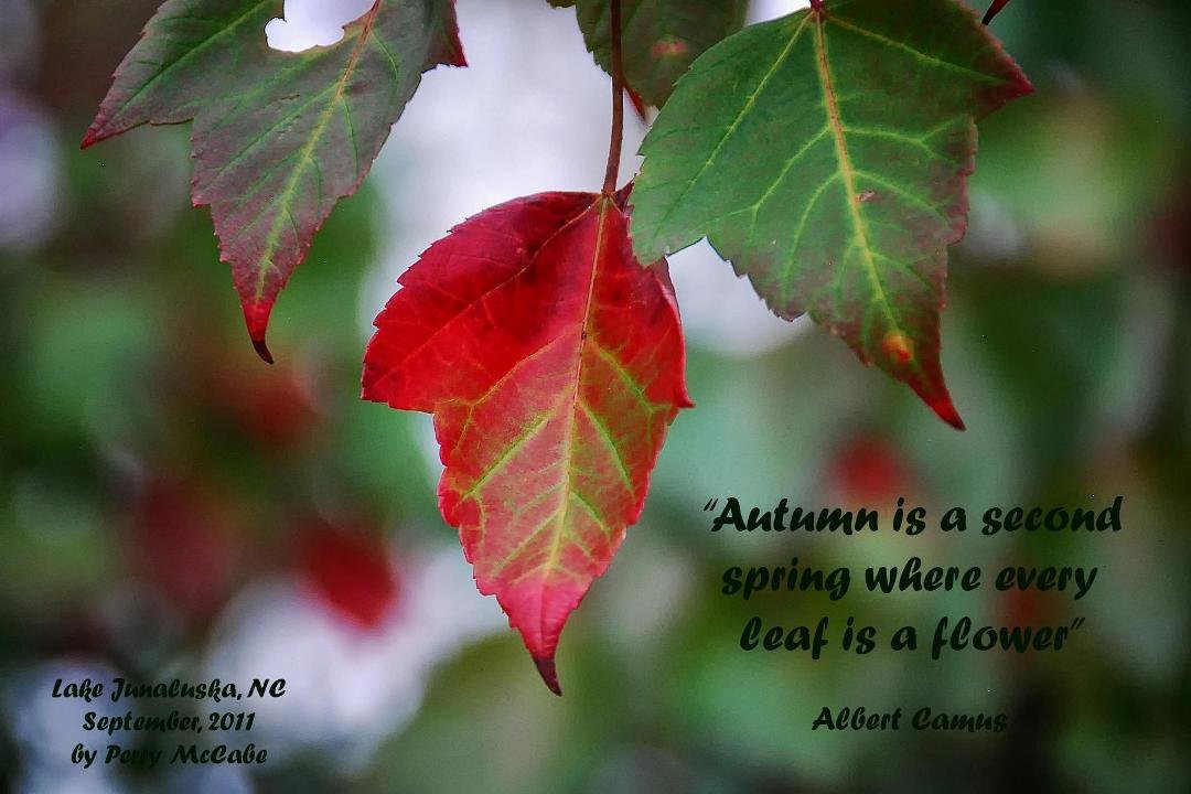 Autumn is a second spring where every leaf is a flower -- Albert Camus