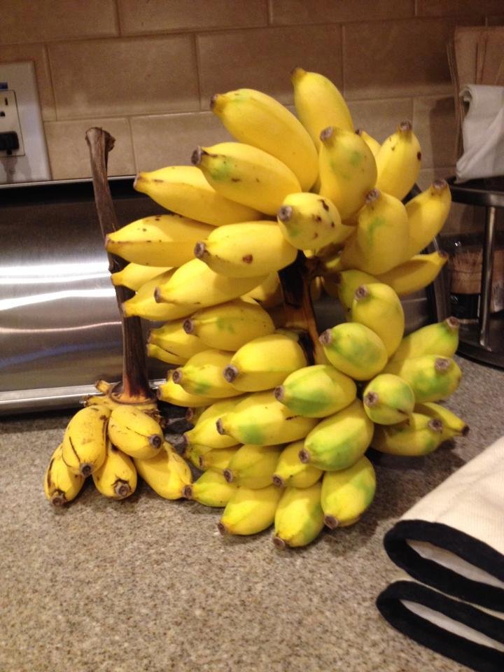 Maria grows her own Bananas for her bread