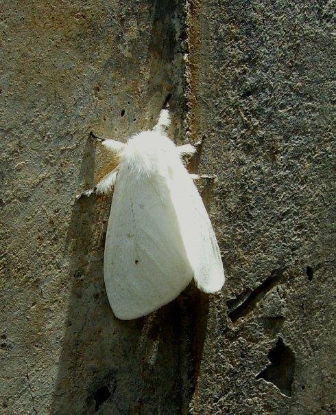 White moth