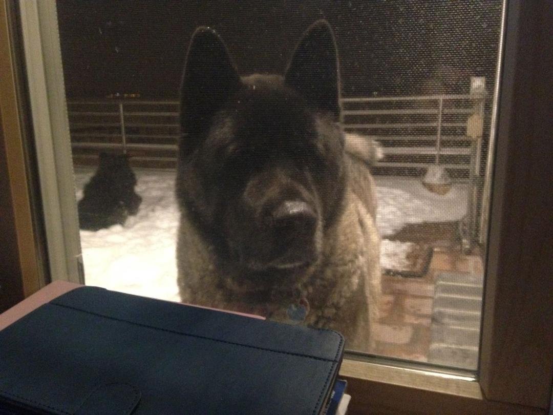 This is my guy "bear"