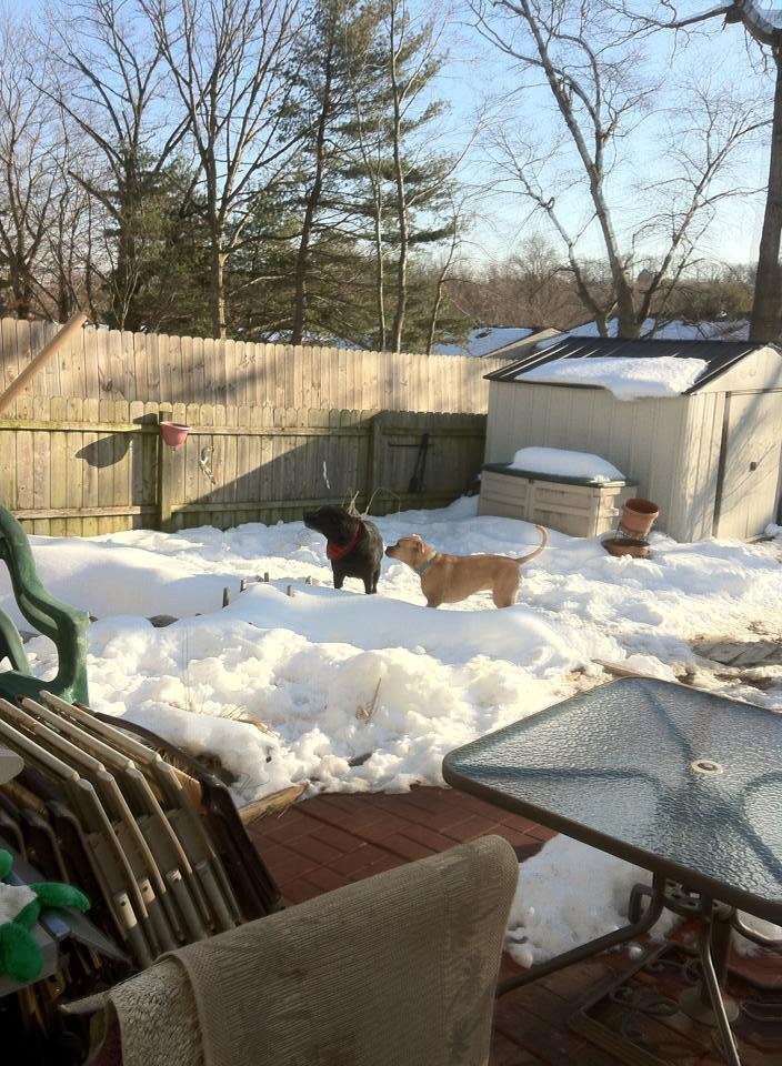 Debbie Ernstberger's album, Family pets