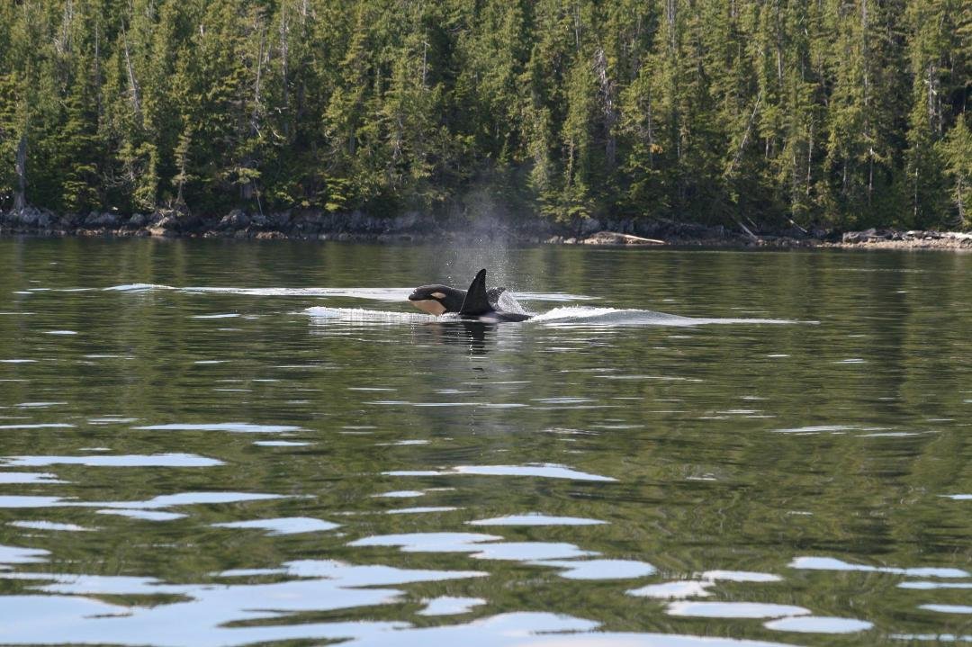 mom and calf