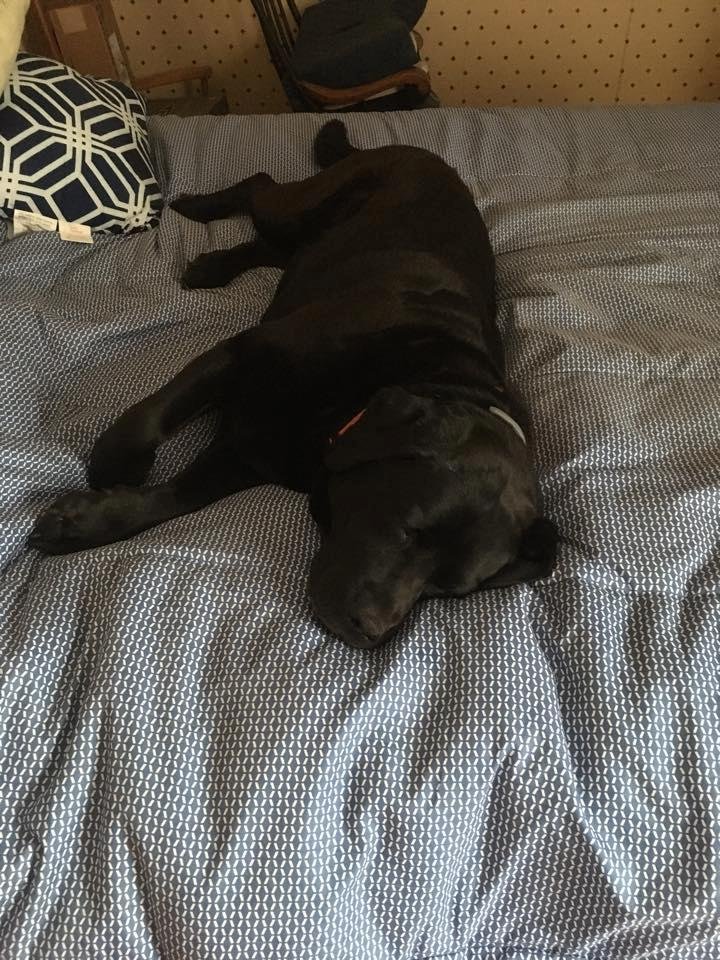 Zelda’s After breakfast nap
