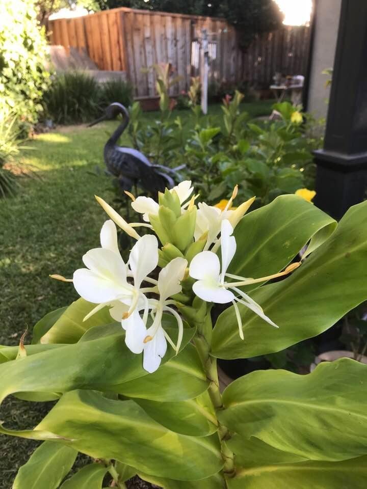 Ginger Lily 'Elizabeth'...my Summer bloomer, the fragrance coming from her is to kill for and well worth waiting for.