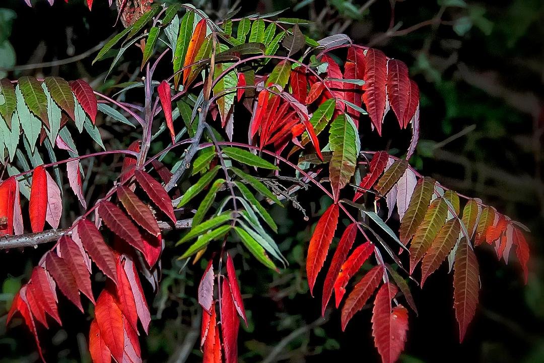 The sumac is turning. Fall is here. Winter is on its way.