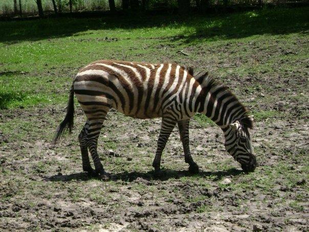 Where's the zebra. I know I took a picture of a zebra. He must be camouflaged really well.