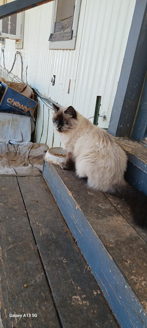 This is the beautiful cat that comes to eat very friendly