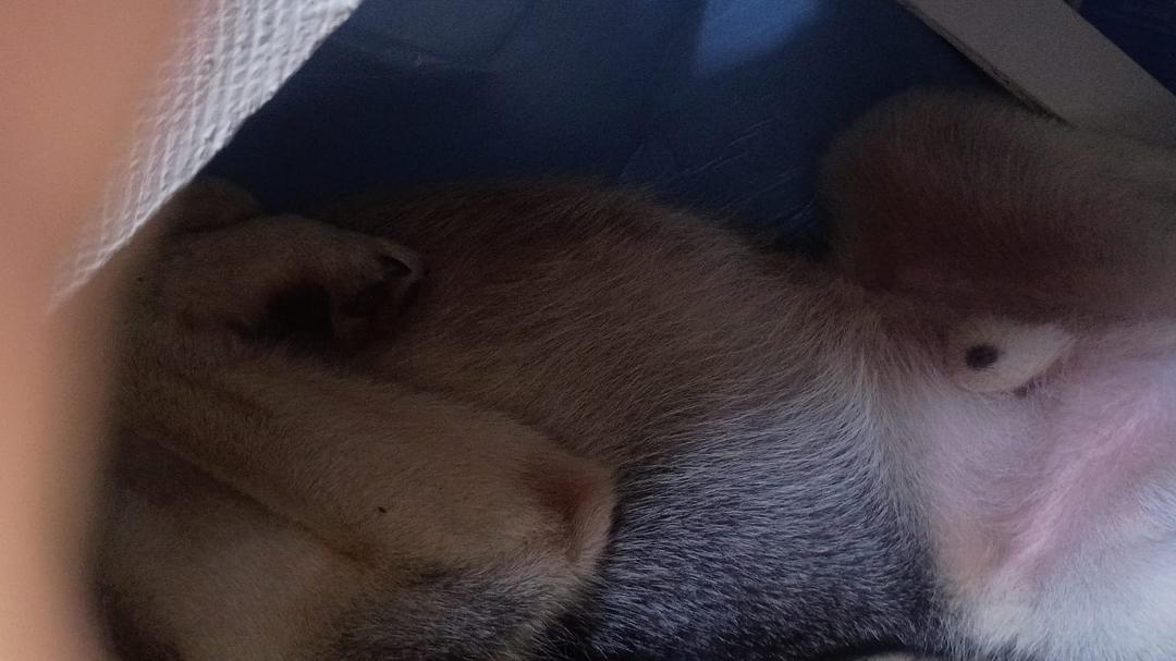 Toby finds a cool place to get some zzz"