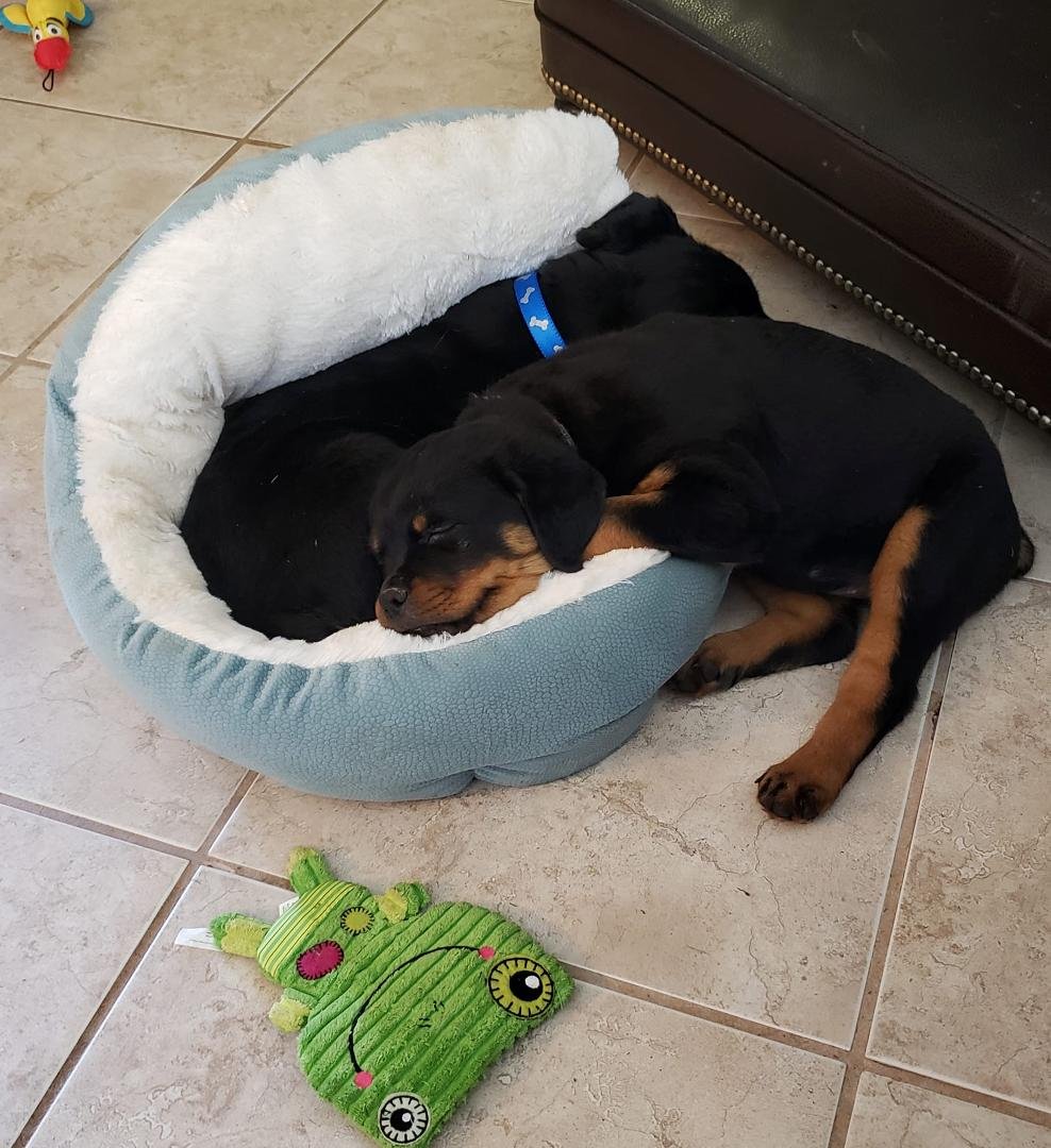 Nikki and Deogie play together hard then crash. Our sweet babies❣
