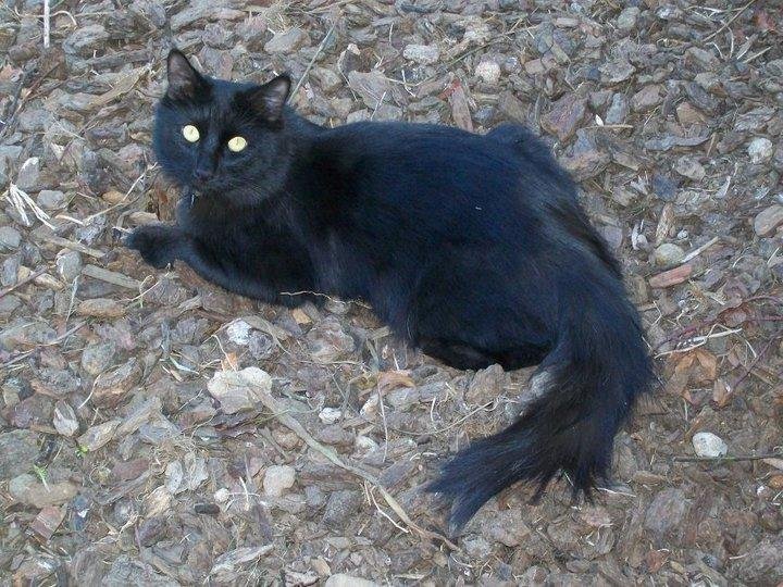 This is "Jacoby"