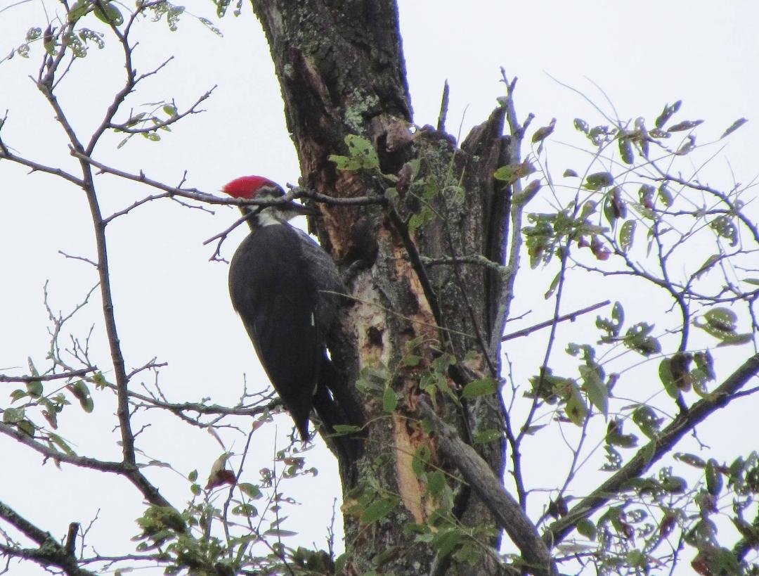 The pileated woodpeckers are back!!