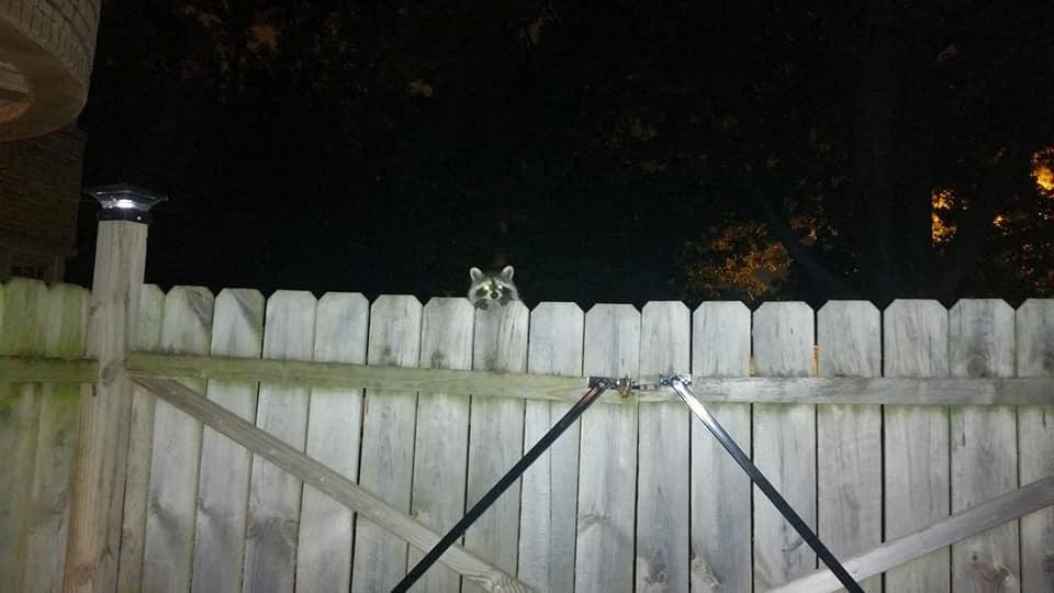 Met this little guy at a friend's house last night