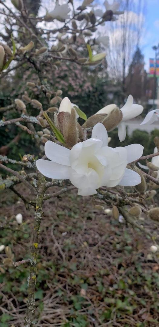 Alexander Smith's album, Mobile Uploads
