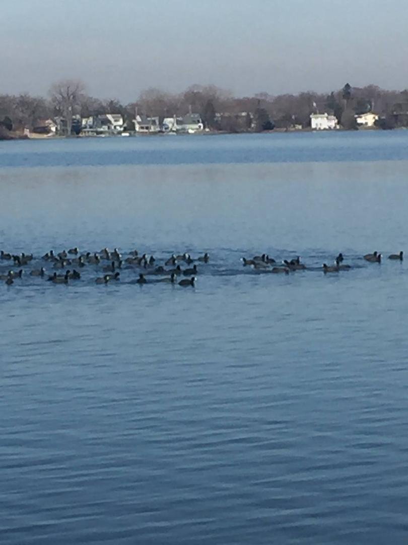 I don't give a Coot!