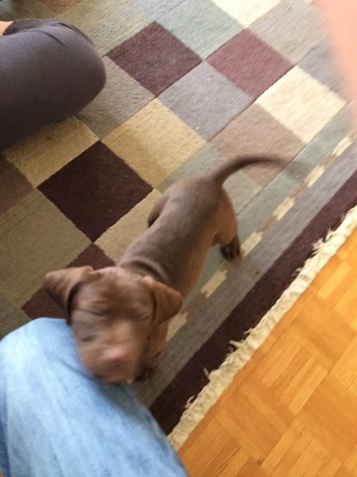 At my dads we got a new dog named roasy