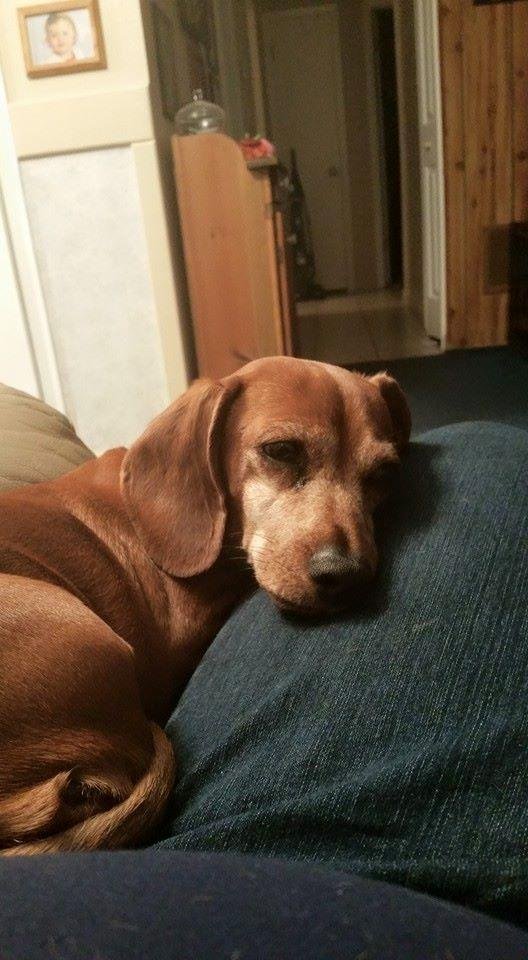 My new baby. Tj and I traded dogs
