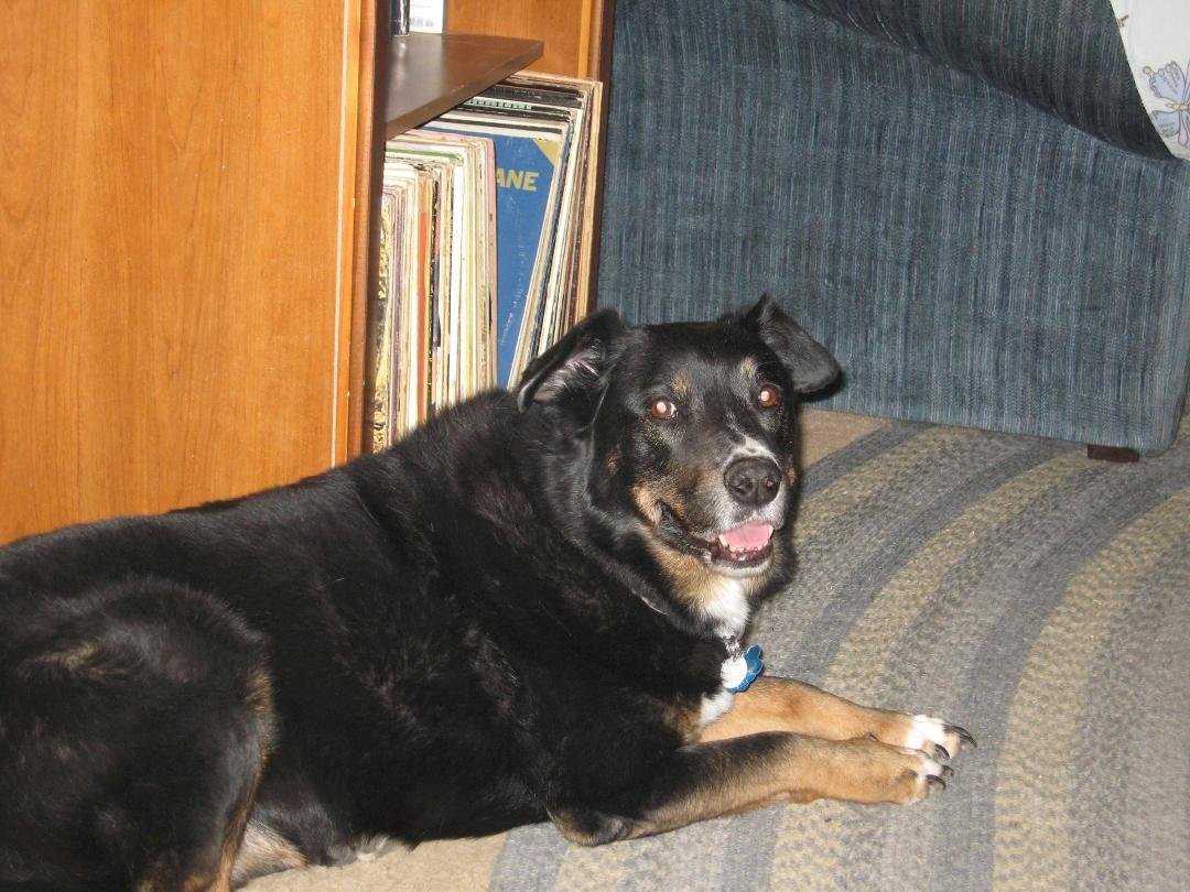 Hard choices ahead. Off to the vet tomorrow. It could be time.Photos of Zeke in better times.