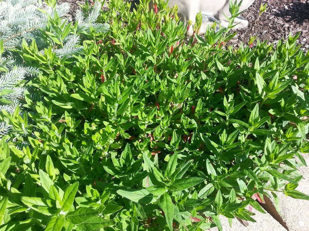 Flowers or weeds?