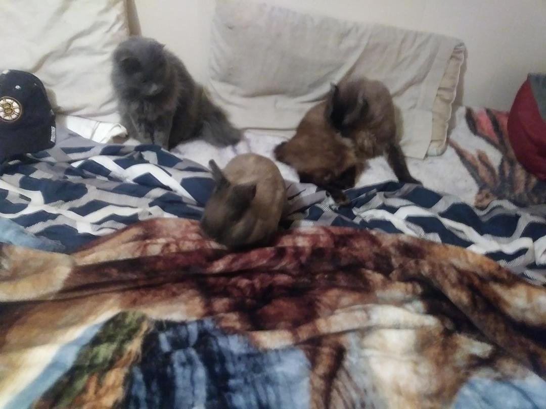 Cats playing with daughters bunny